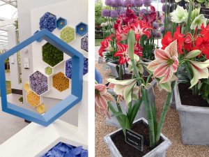 Sorrento Events team visit the Chelsea Flower Show 2017